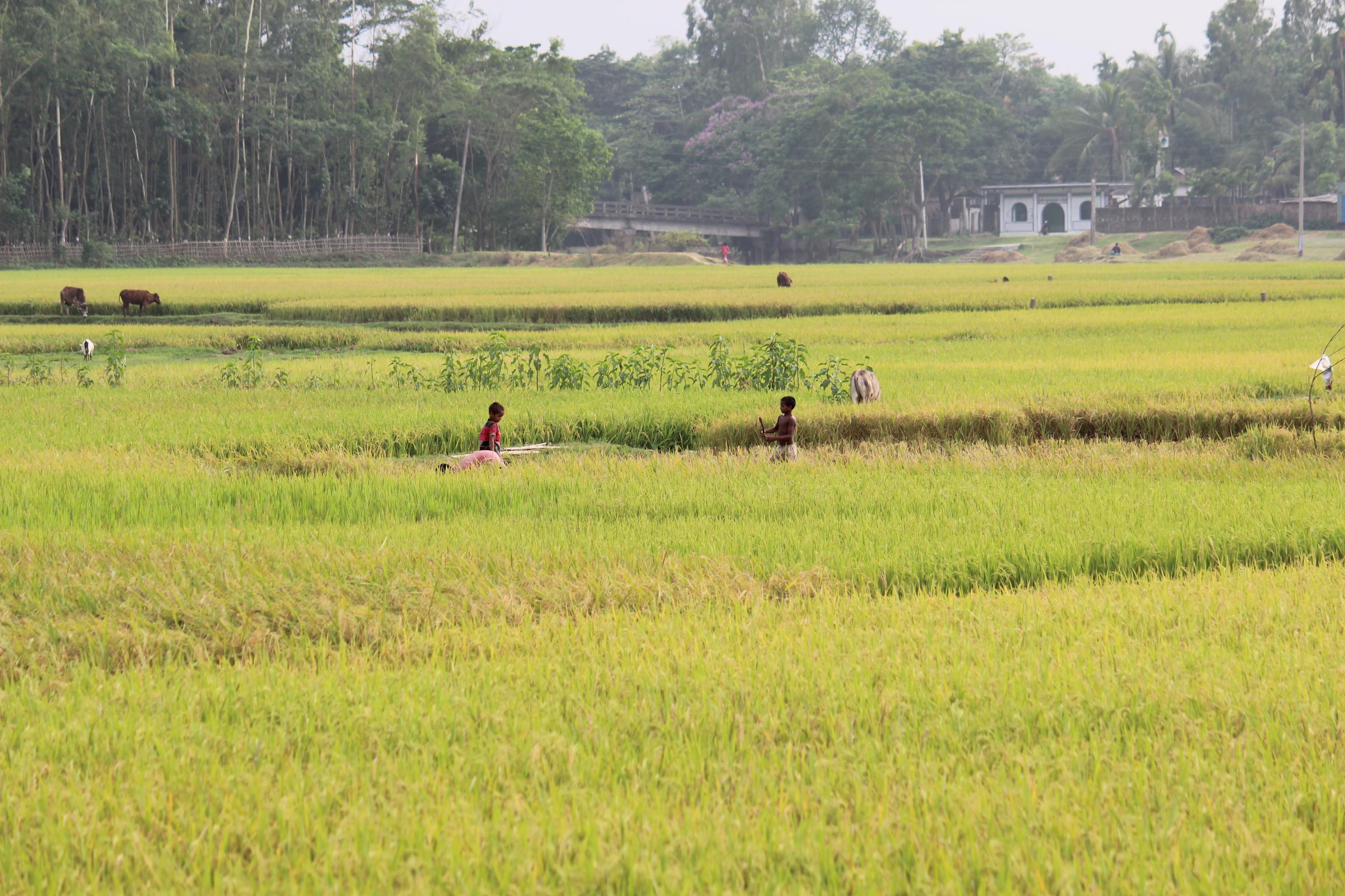 Rice fields in Syedpur