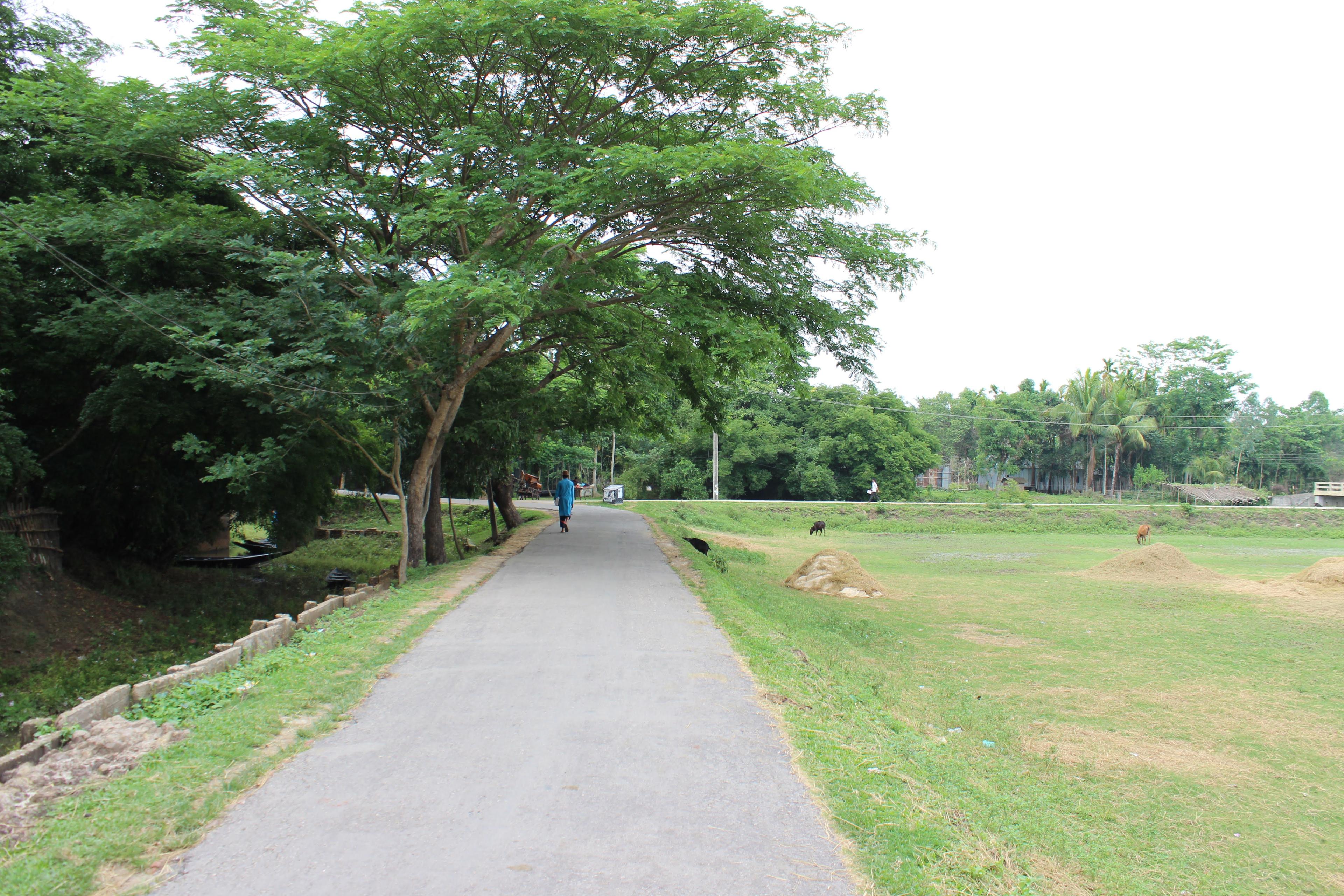 Lush green landscape with river